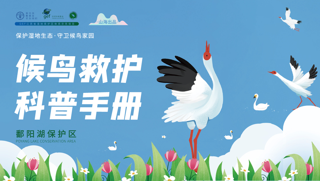 【山?！拷魇竦乇Ｗo區(qū)候鳥救助科普畫冊設計