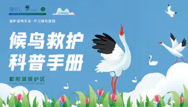 【山海】江西省湿地保护区候鸟救助科普画册设计