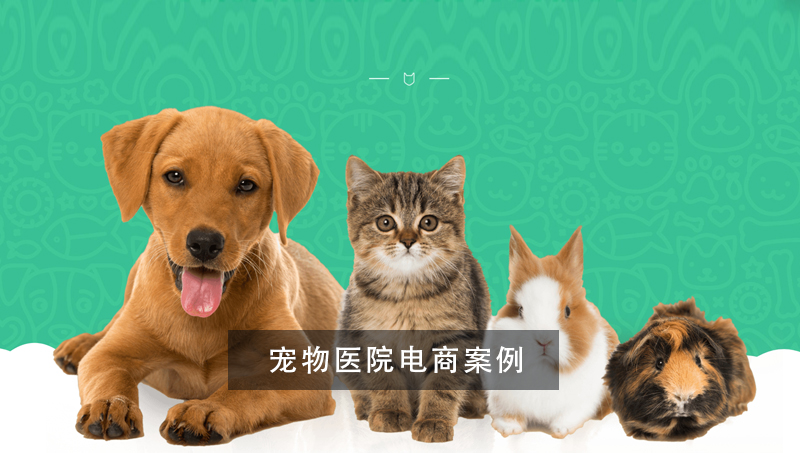 寵物醫(yī)生電商案例網(wǎng)站建設(shè)開發(fā)