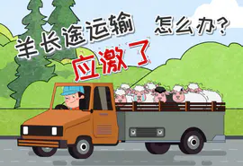 MG动画|长图运输中，羊应激了怎么办