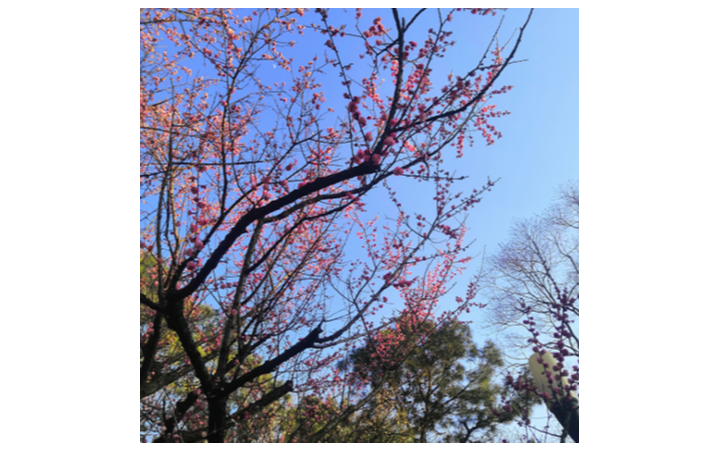 清露剪輯