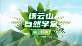 缙云植物-红豆杉介绍动画