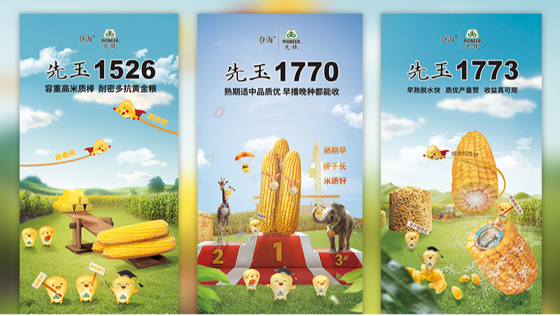 玉米农产品海报设计合成海报产品宣传海报营销海报