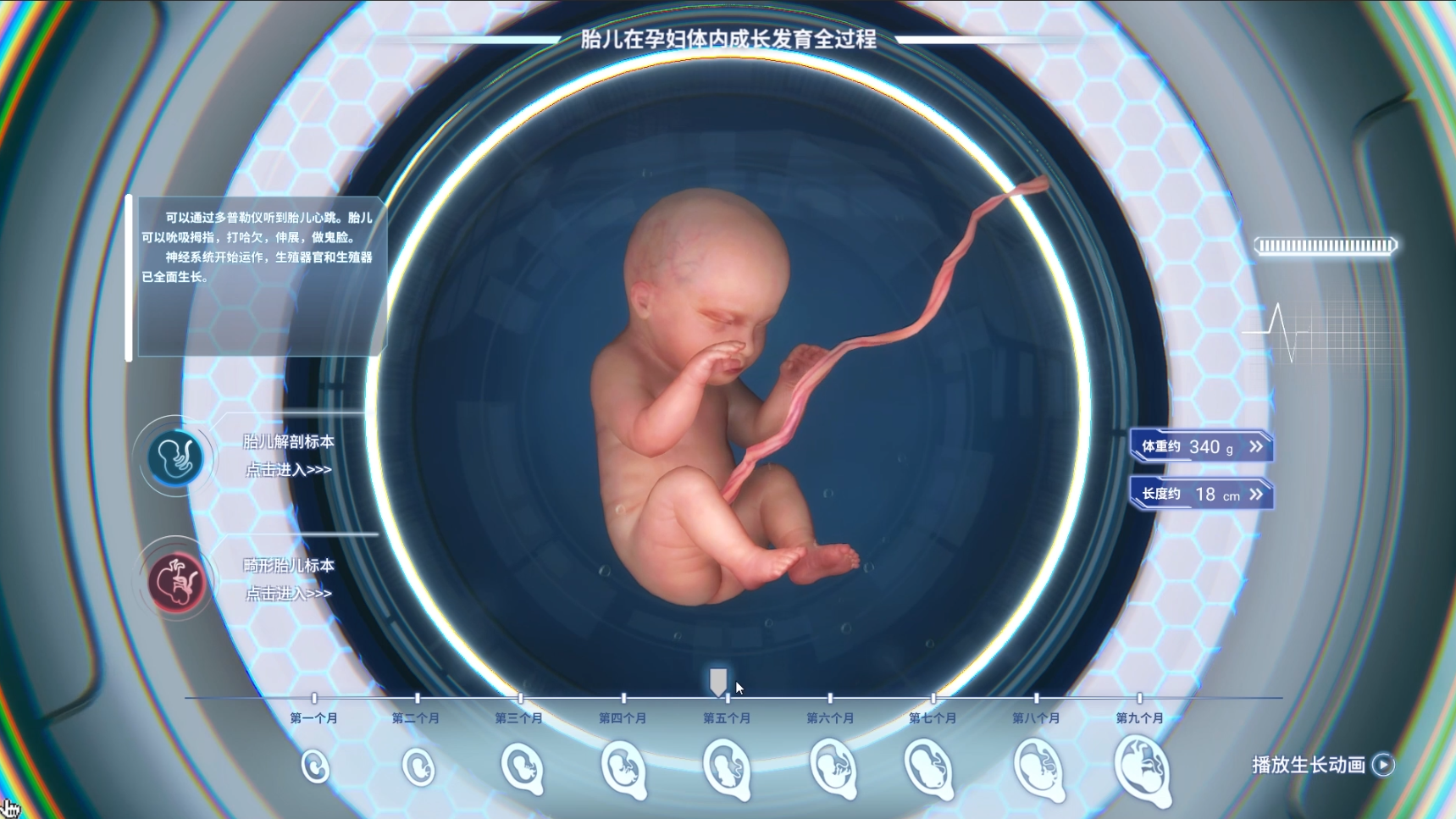胚胎发育互动项目制作
