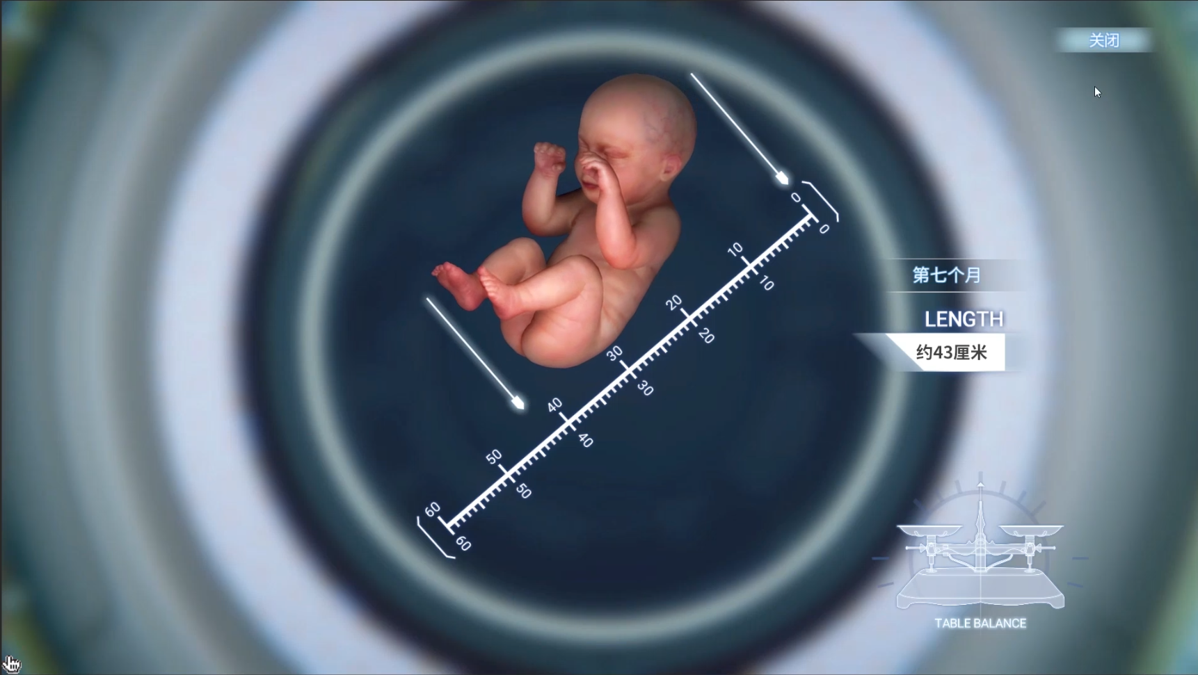 胚胎发育互动项目制作