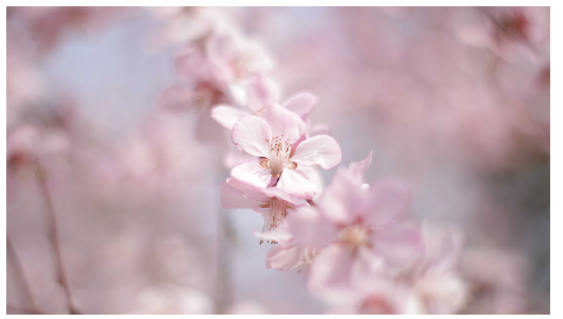 春天花特写