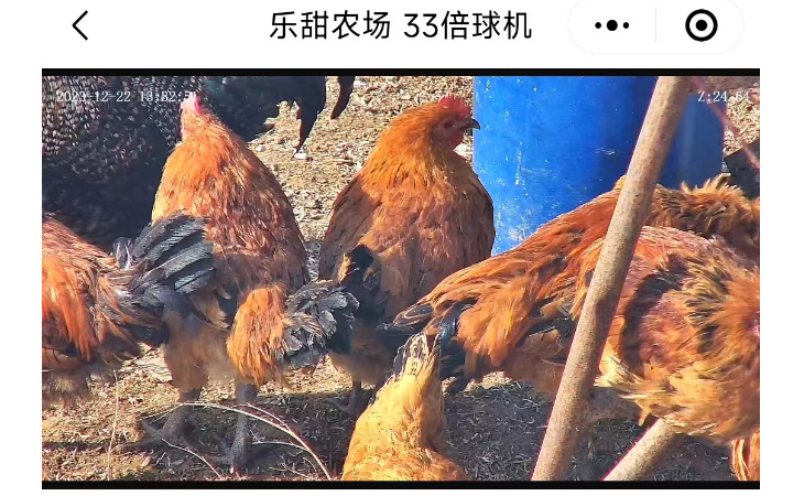 保定梧桐樹軟件