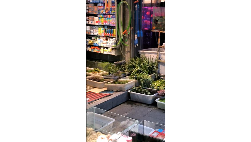 寵物探店