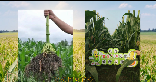 大腳夢(mèng)工廠