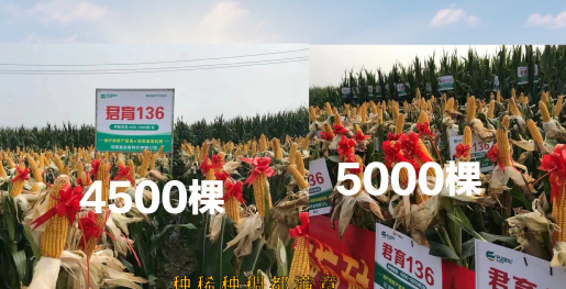 大腳夢(mèng)工廠