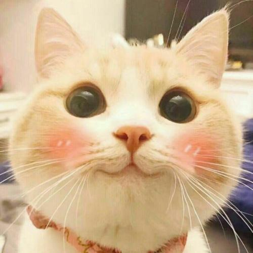 編程章魚