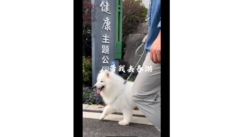 帶著狗狗去春游