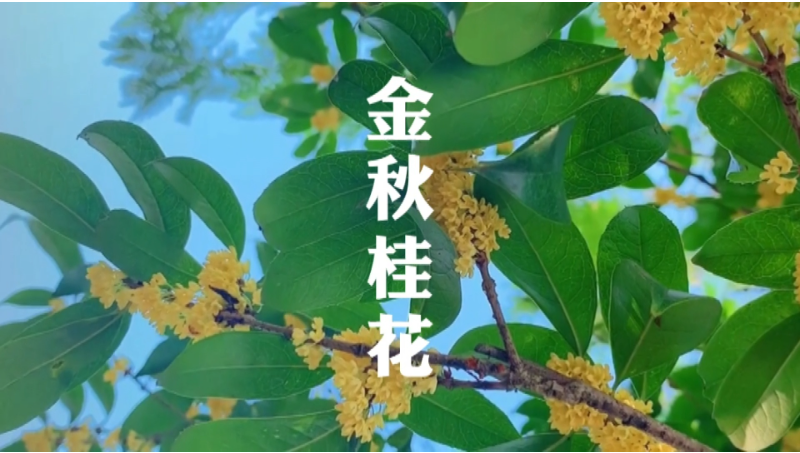 金秋桂花