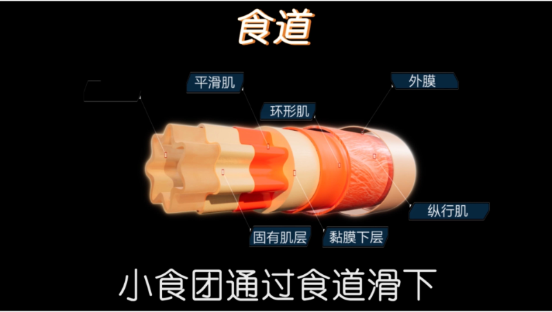 人體消化系統(tǒng)三維動畫展示
