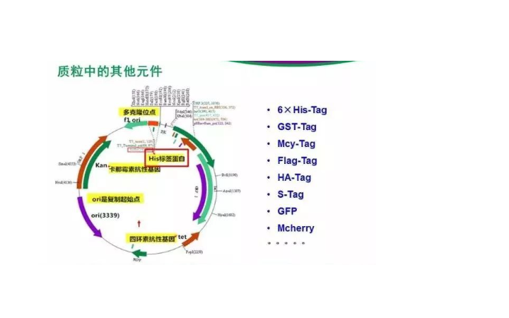 陳新曼