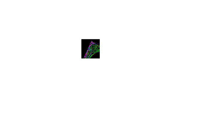 黃鵬