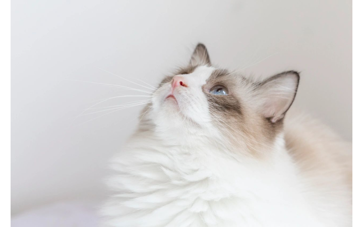 出片儿跟喝水一样全天在剪