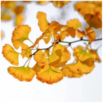 原理图设计，原理图修改，PCB布局布线，修改